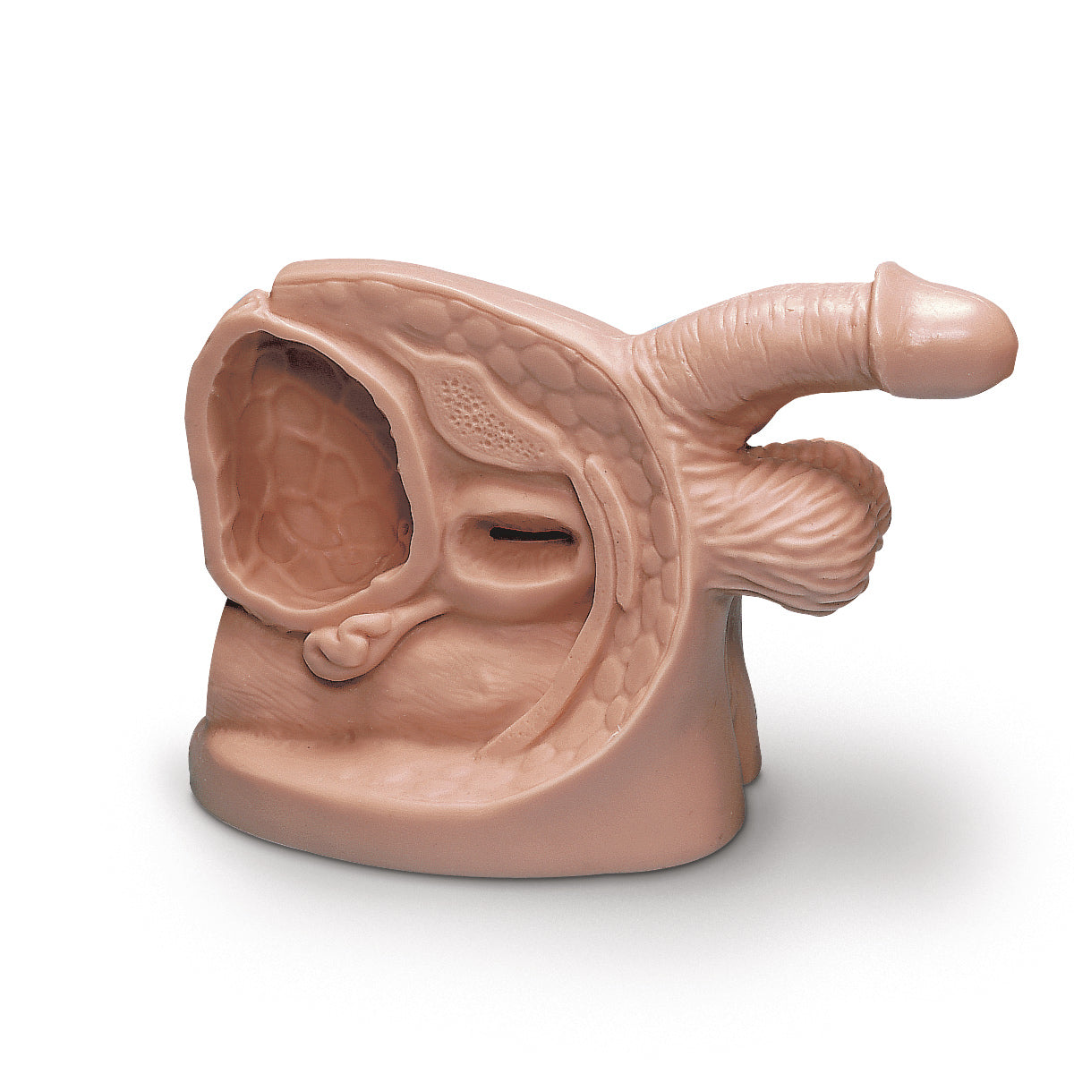 Modelo de cateter masculino Life/form® [SKU: LF01150]