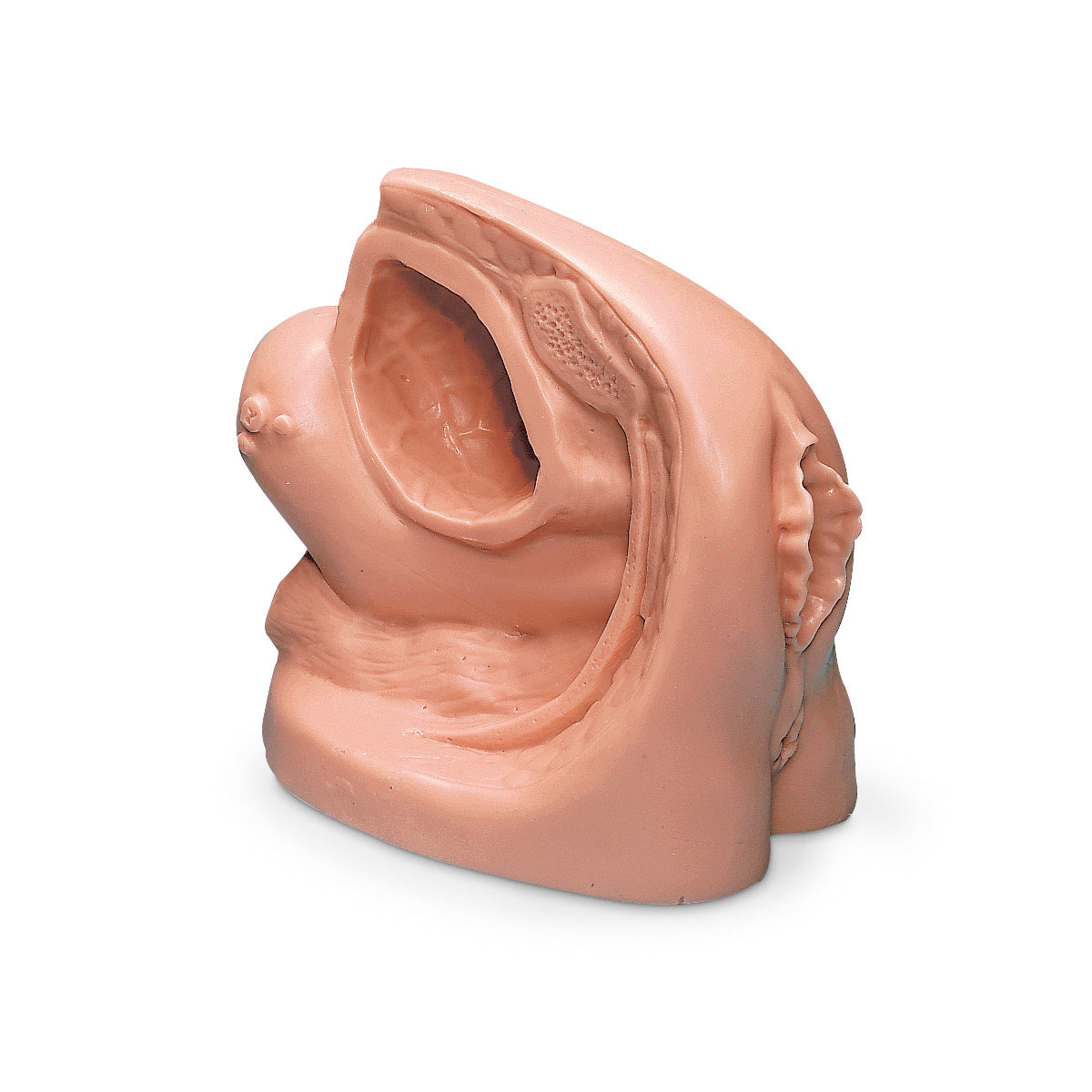 Modelo de cateter feminino Life/form®