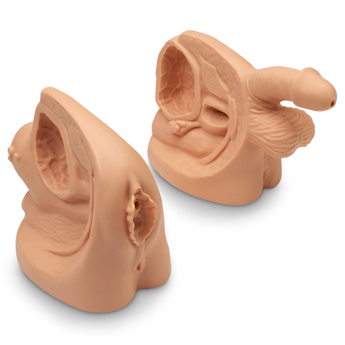 Conjunto de modelo de cateter masculino e feminino Life/form® [SKU: LF01152]