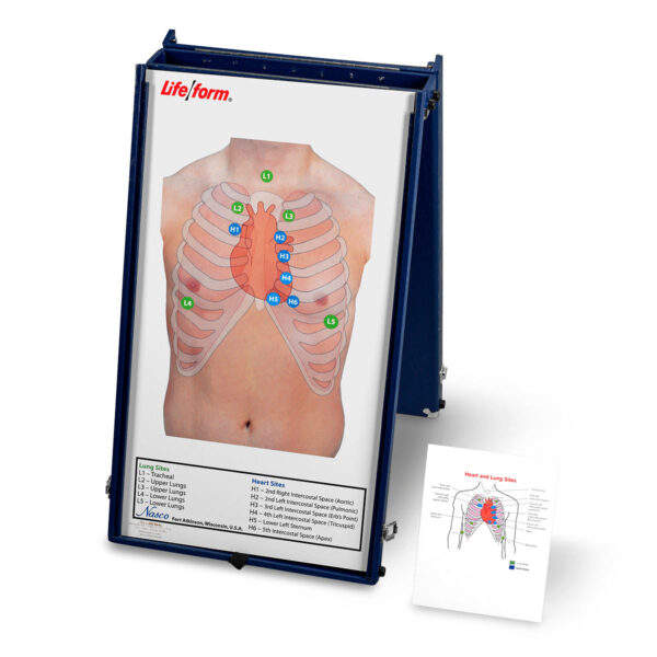 Placa prática de auscultação anterior Life/form® apenas com estojo [SKU: LF01190]