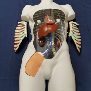 PerfusionSim™ [SKU: PFS]
