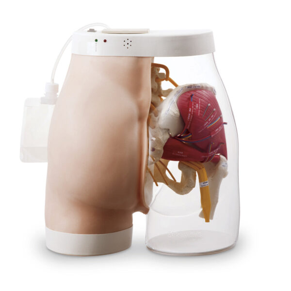 Modelo de injeção intramuscular [SKU: SB31026]