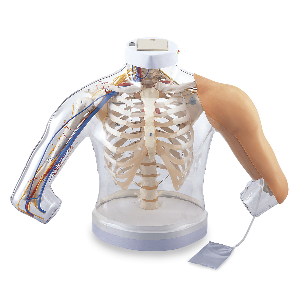 Modelo de injeção intramuscular de músculos do braço [SKU: SB45069]