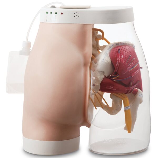 Modelo de injeção intramuscular de nádegas tipo 2 [SKU:SB52393]